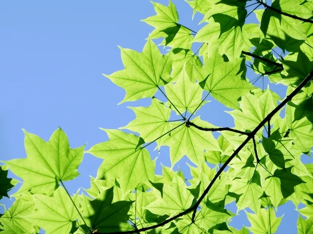 단풍 종류, 다양한 단풍나무 품종 알아보기 - 고로쇠나무(Acer mono)