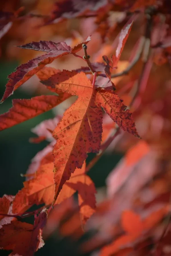 단풍 종류, 다양한 단풍나무 품종 알아보기 - 신나무(Acer tataricum subsp. ginnala)