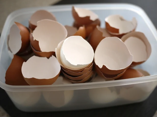 계란 껍질 비료는 정말 효과가 있나요?