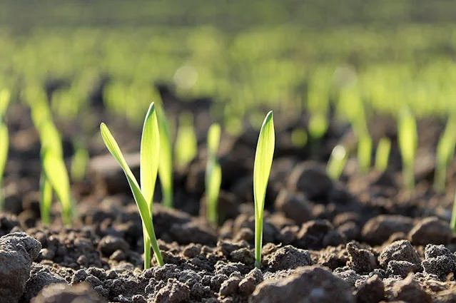 🏕️3월에 식집사가 해야할 일은?