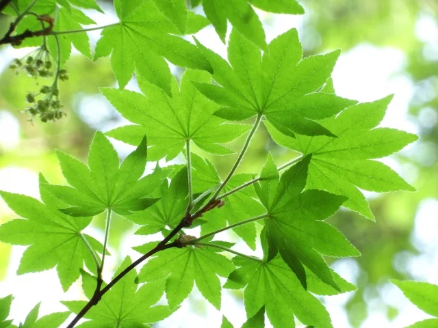 단풍 종류, 다양한 단풍나무 품종 알아보기 - 당단풍나무 Acer pseudosieboldianum