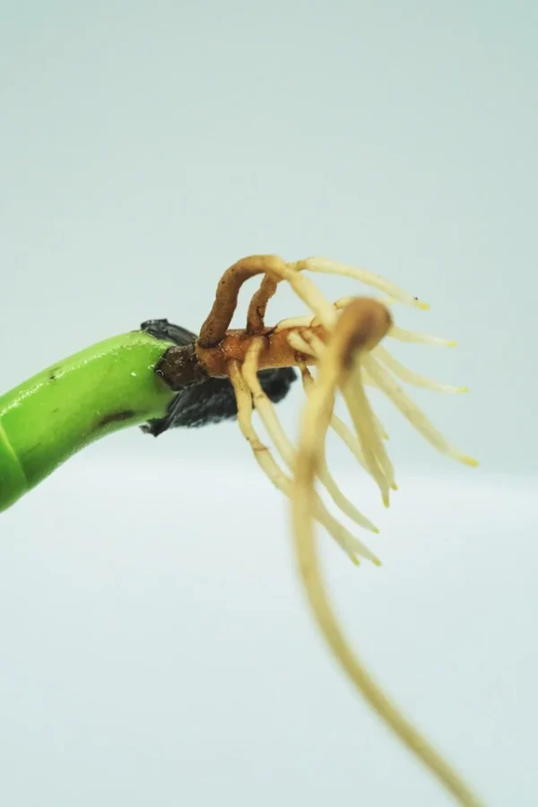 뿌리썩음병 치료법 완전정복 - 식물 살리는 실전 가이드
