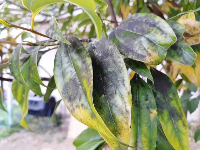 🦠그을음병의 모든 것