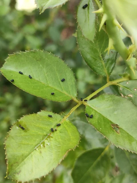 🧼해충 퇴치에 비눗물을 써도 되는 걸까? 안전성은?